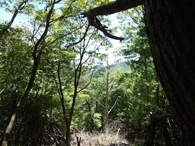 藤ヶ峰