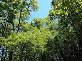 藤ヶ峰