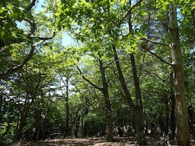 藤ヶ峰