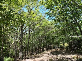 藤ヶ峰