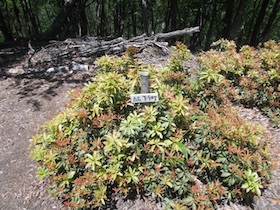 藤ヶ峰