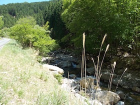 藤ヶ峰