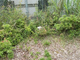 西林寺山