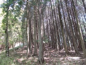 御殿山