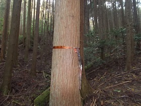 弥十郎ヶ岳