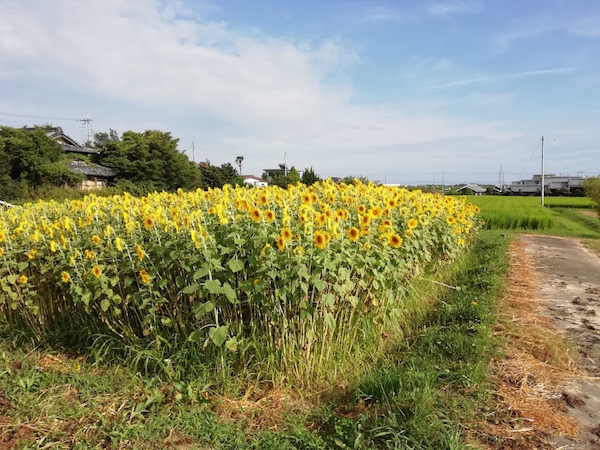 ひまわり