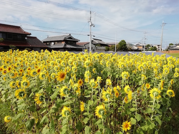 ひまわり