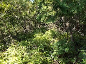 矢筈山