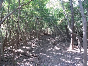 矢筈山