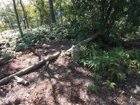 矢筈山
