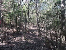 矢筈山