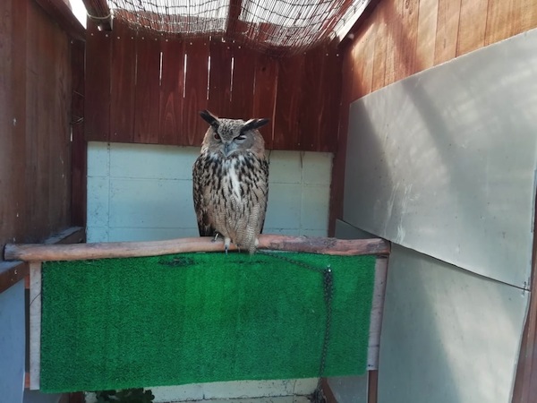 しとろり動物園
