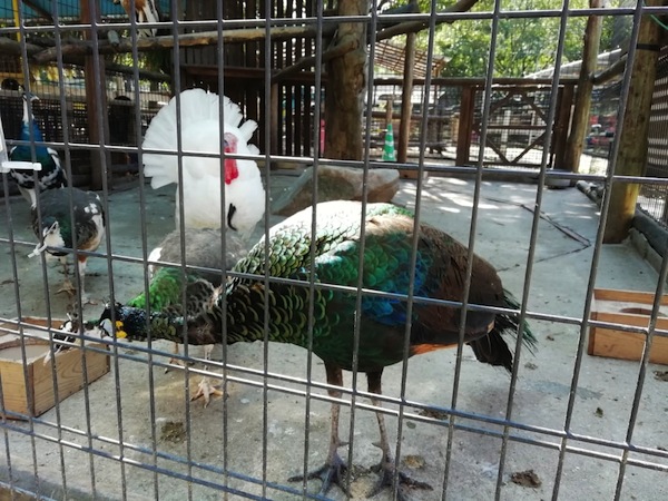 しとろり動物園