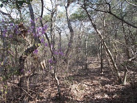 正法寺山