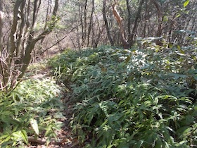 正法寺山