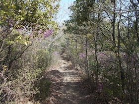 増井山