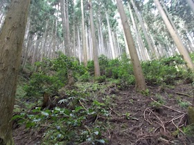 金山