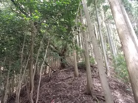 金山