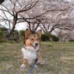 ぞうさん公園　 040407