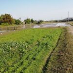 マリーゴールドとコスモス