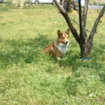 ゆめさき夢の里農業公園　 030505