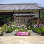 播州山崎花菖蒲園