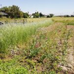 アグロステンマギダゴ