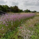 アグロステンマギダゴ