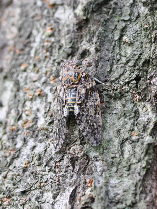 本日のお客様はこちら、ニイニイゼミさん。といってもお声だけ（今年初）でお姿は拝見できず（写真は借り物です）。去年は6月末でしたから、1週間ほど遅いようです。今年が普通ですか。
さて、そろそろ夏到来ですね。