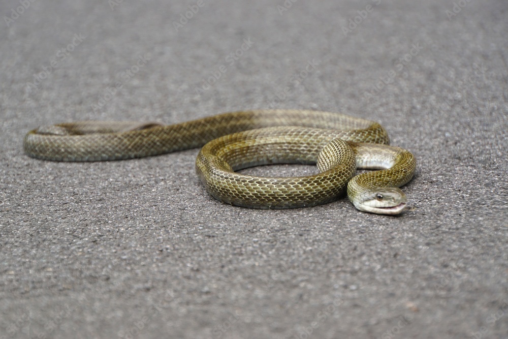 アオダイショウ