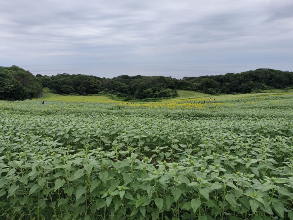あわじ花さじき