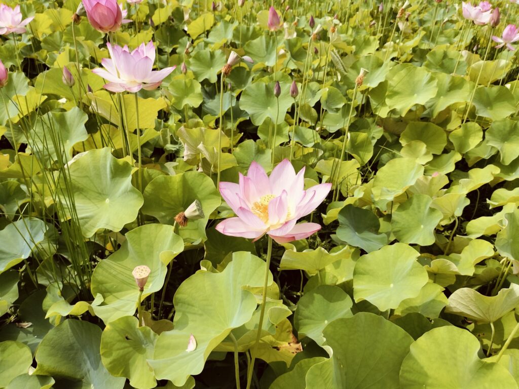 ヤマサ蒲鉾さんのハスの花