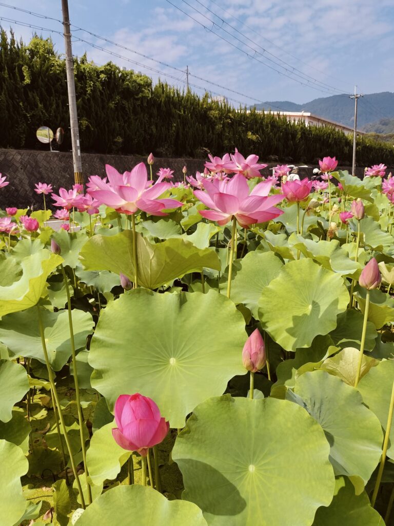 ヤマサ蒲鉾さんのハスの花