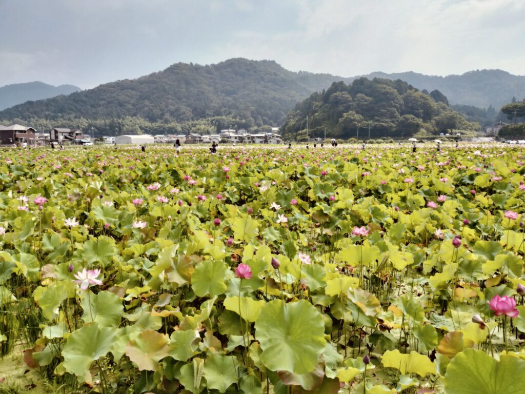 ヤマサ蒲鉾さんのハスの花