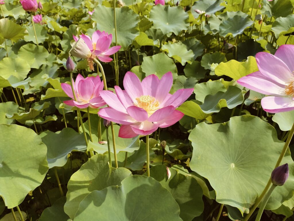 ヤマサ蒲鉾さんのハスの花