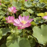 ヤマサ蒲鉾さんのハスの花