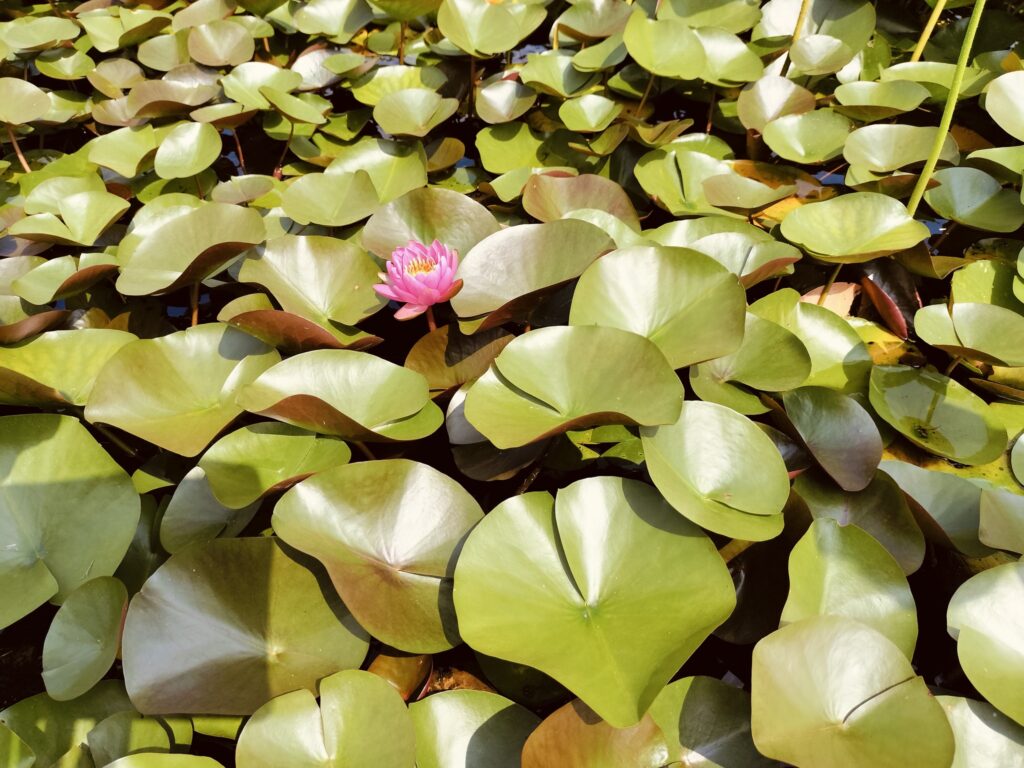 ヤマサ蒲鉾さんのハスの花