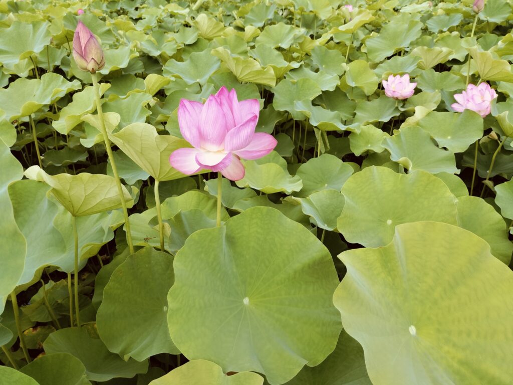 ヤマサ蒲鉾さんのハスの花