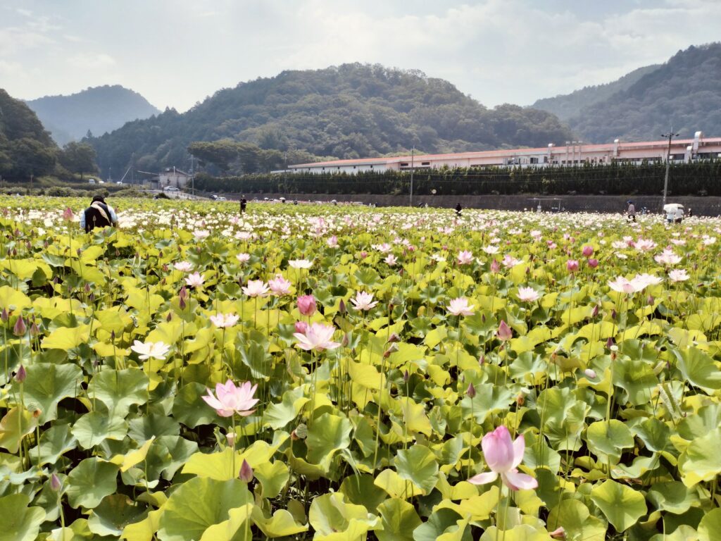 ヤマサ蒲鉾さんのハスの花