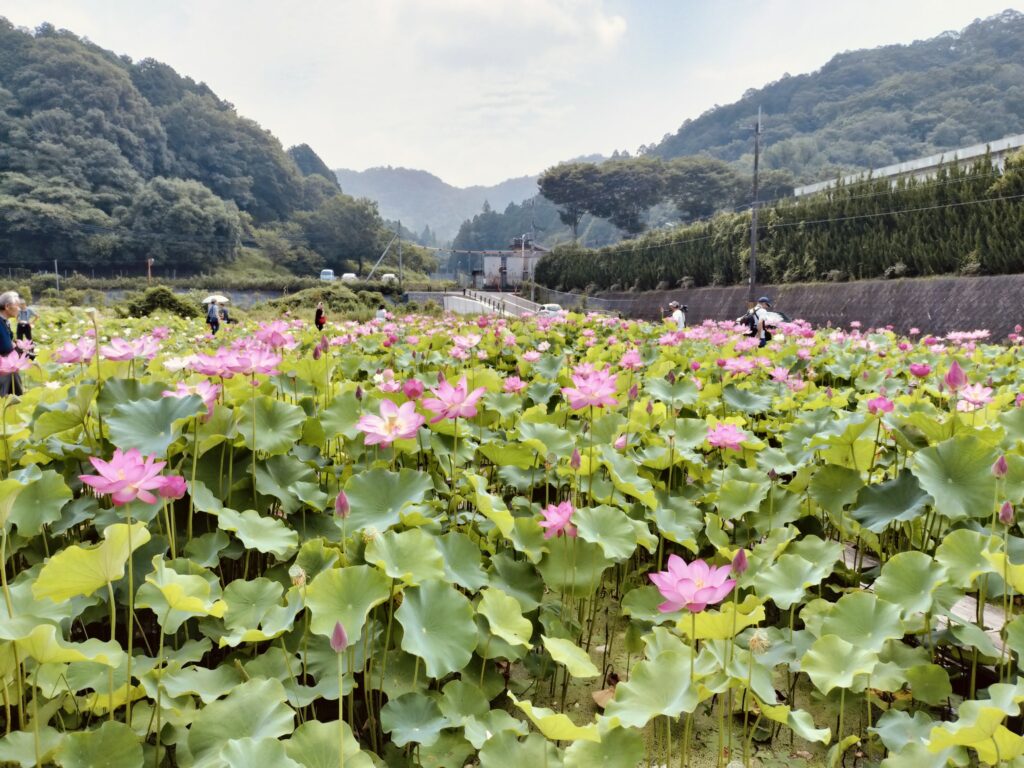 ヤマサ蒲鉾さんのハスの花