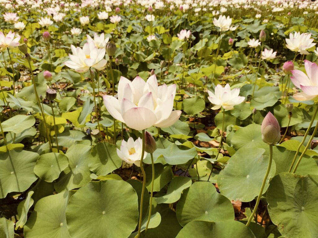 ヤマサ蒲鉾さんのハスの花