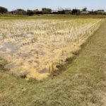 田んぼの草刈り