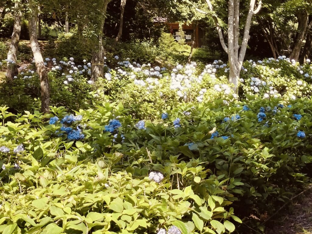 あじさい
