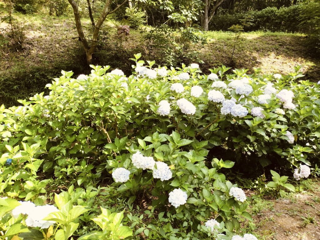 あじさい