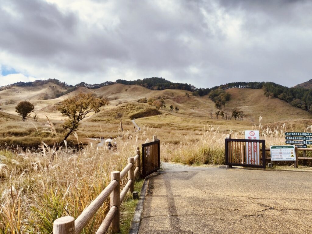 砥峰高原のすすき