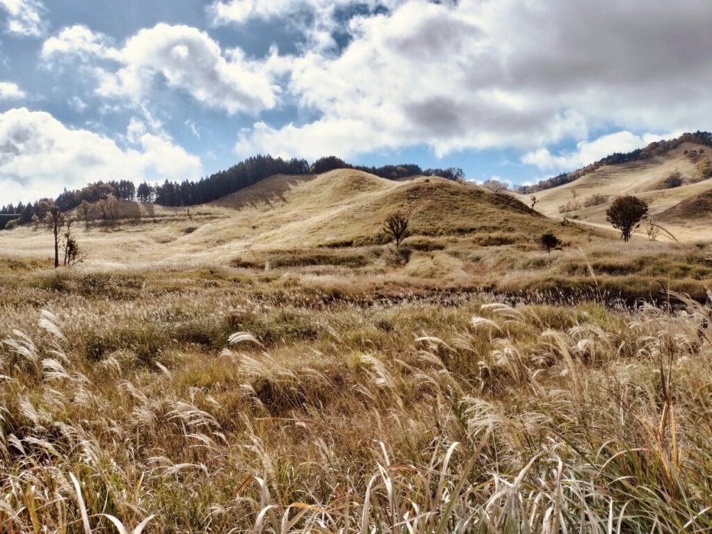 砥峰高原のすすき