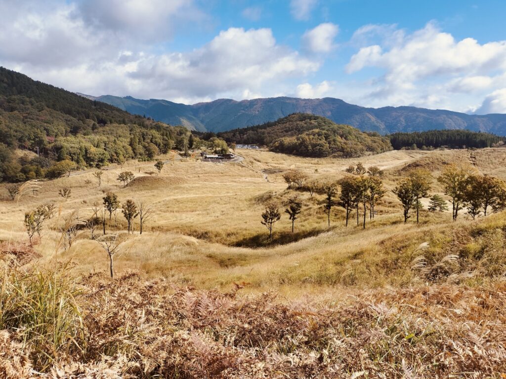 砥峰高原のすすき