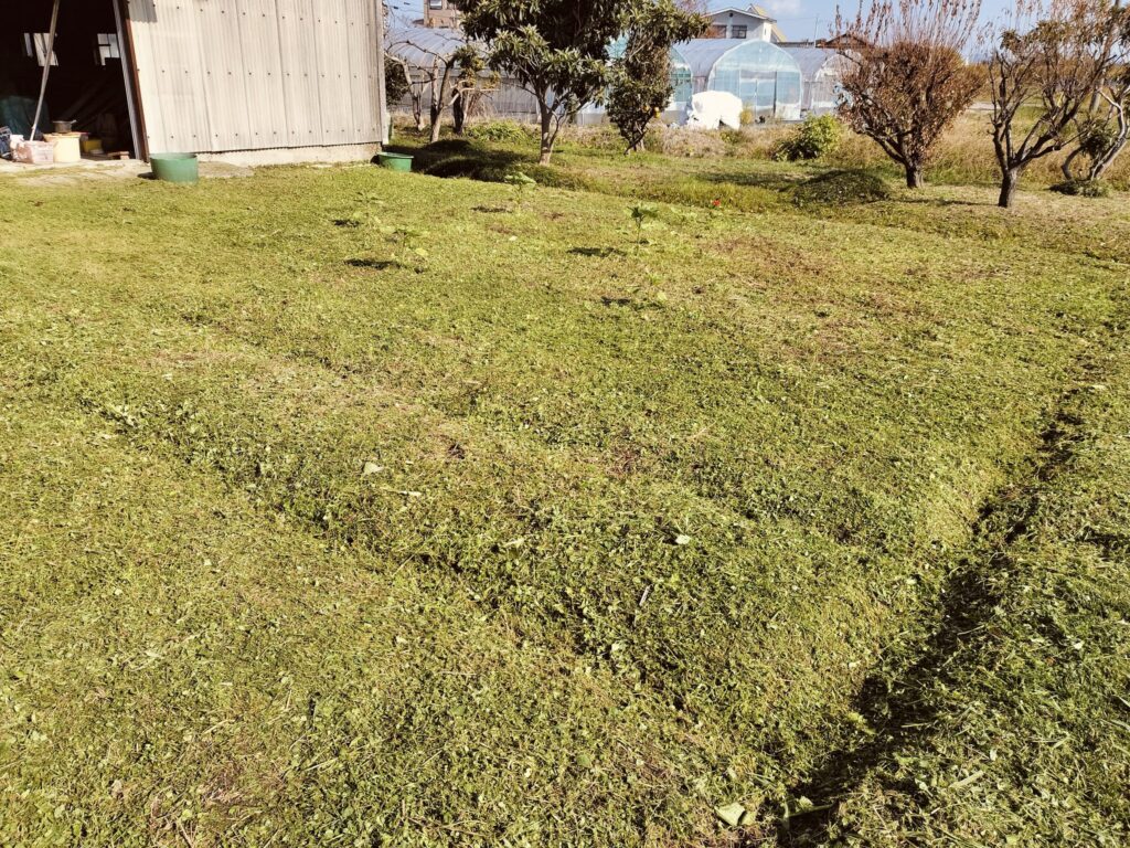 畑の草刈り