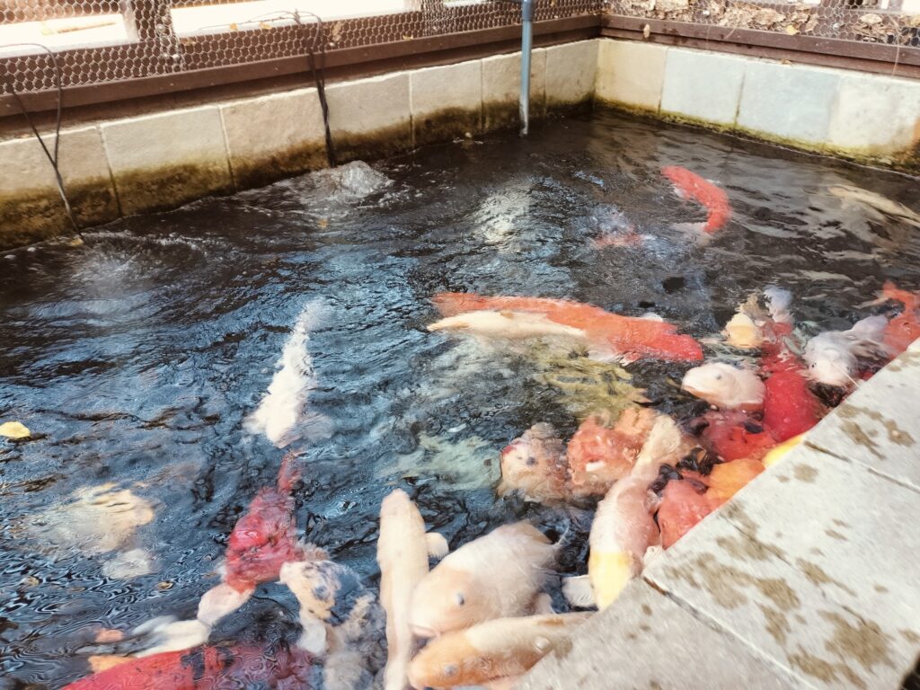 みなとやま水族館